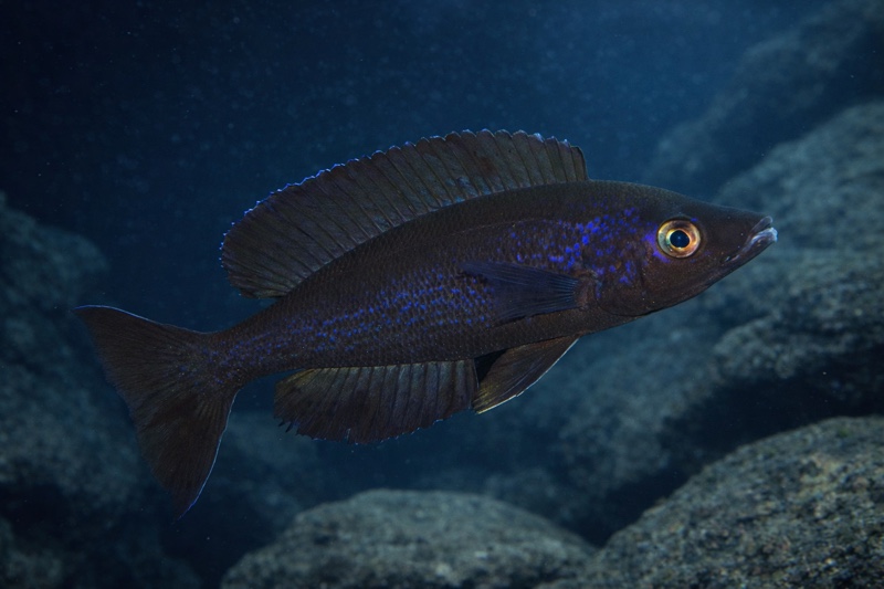Cyprichromis microlepidotus 'Kiriza'